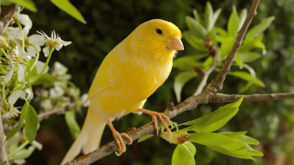 border canary plumage and Border Fancy Canary Birds