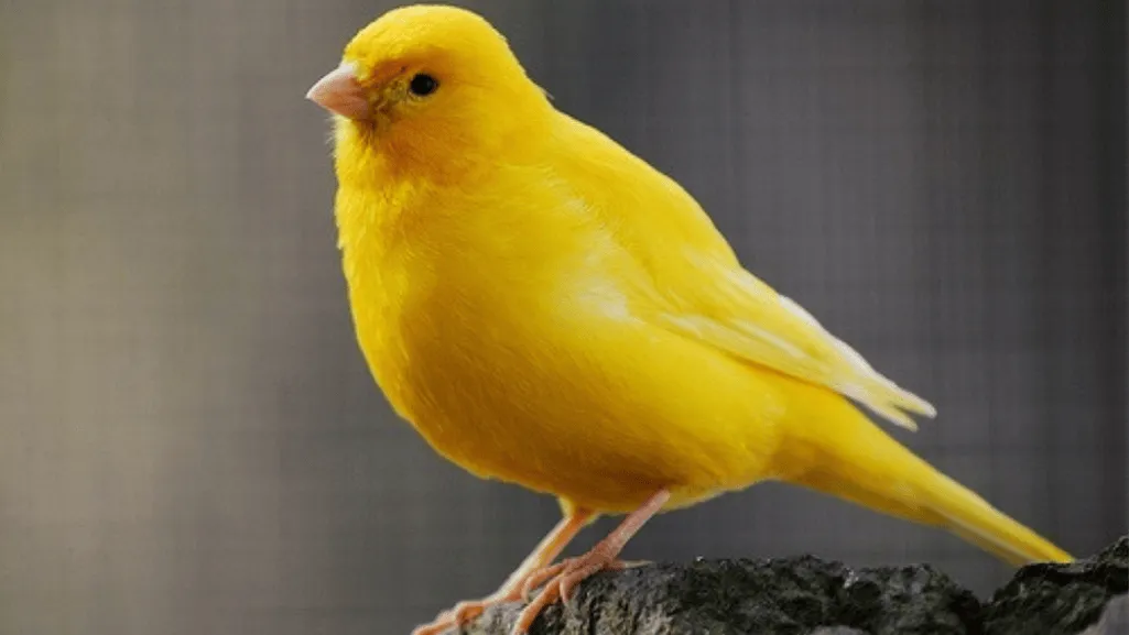 canary behavior