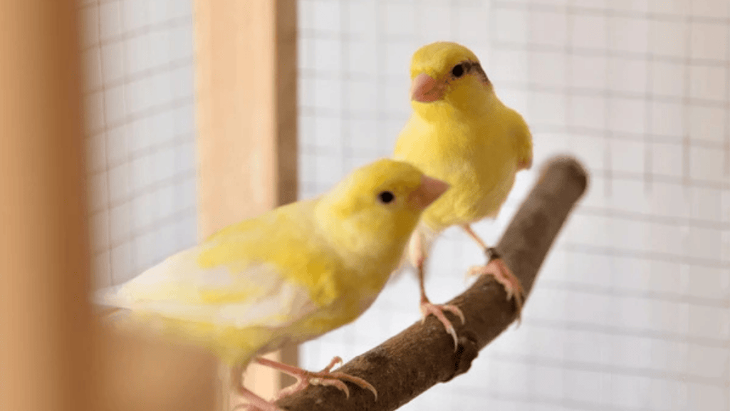 canary cage setup
