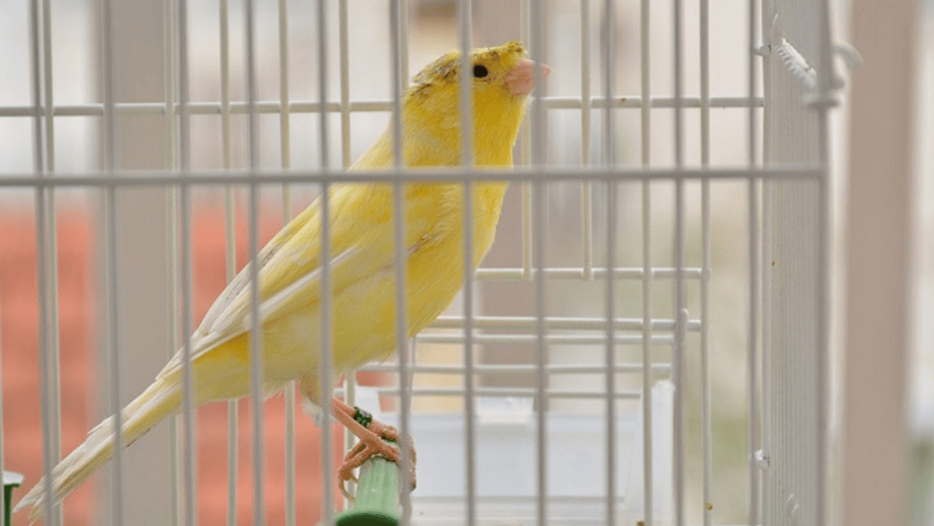 canary cage setup