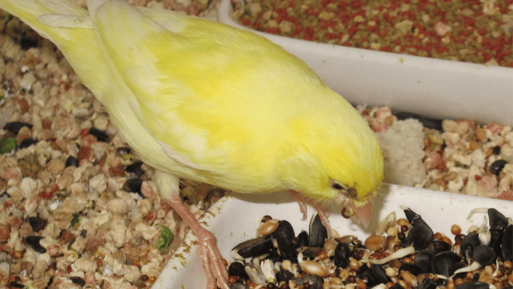 canary diet research