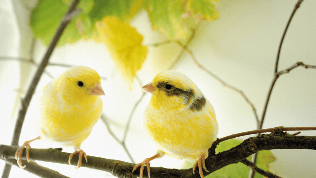 canary feeding times