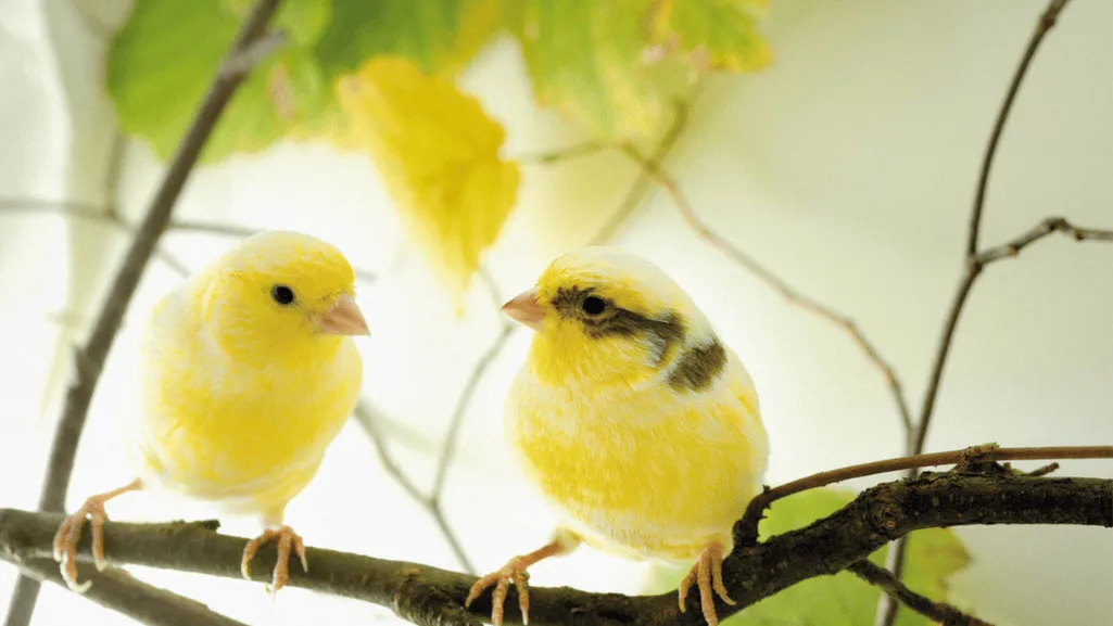 canary feeding times canary feeding times