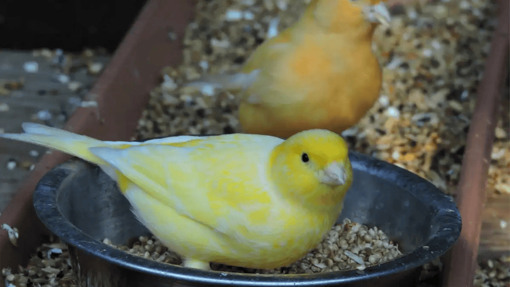 canary feeding tips