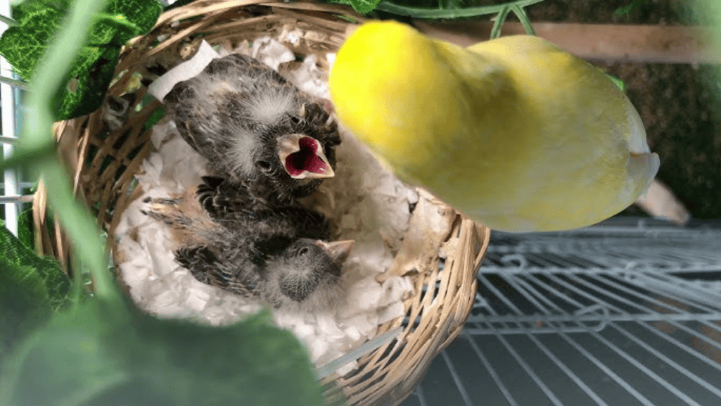 canary hatchling nutrition