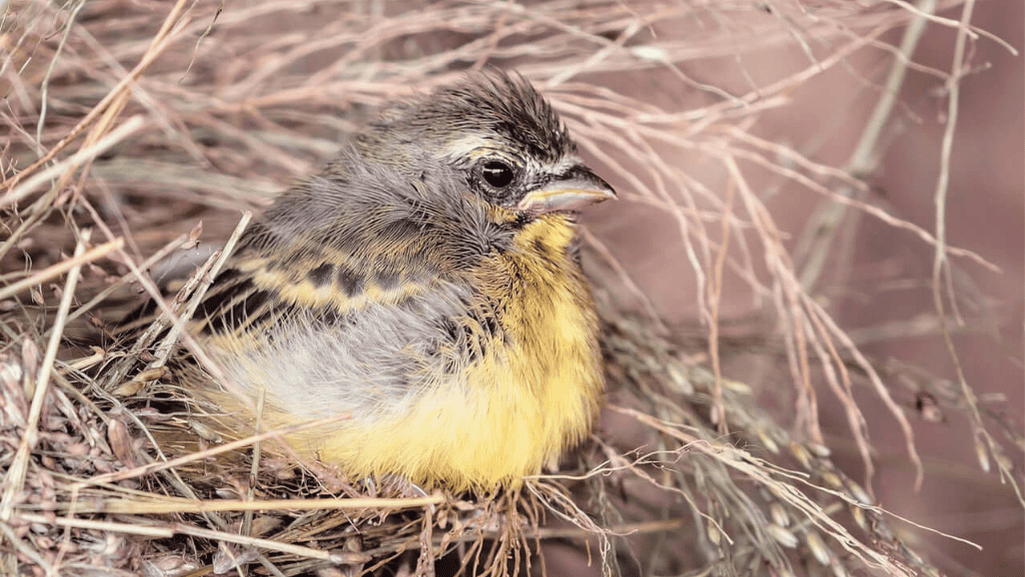 canary nestling food