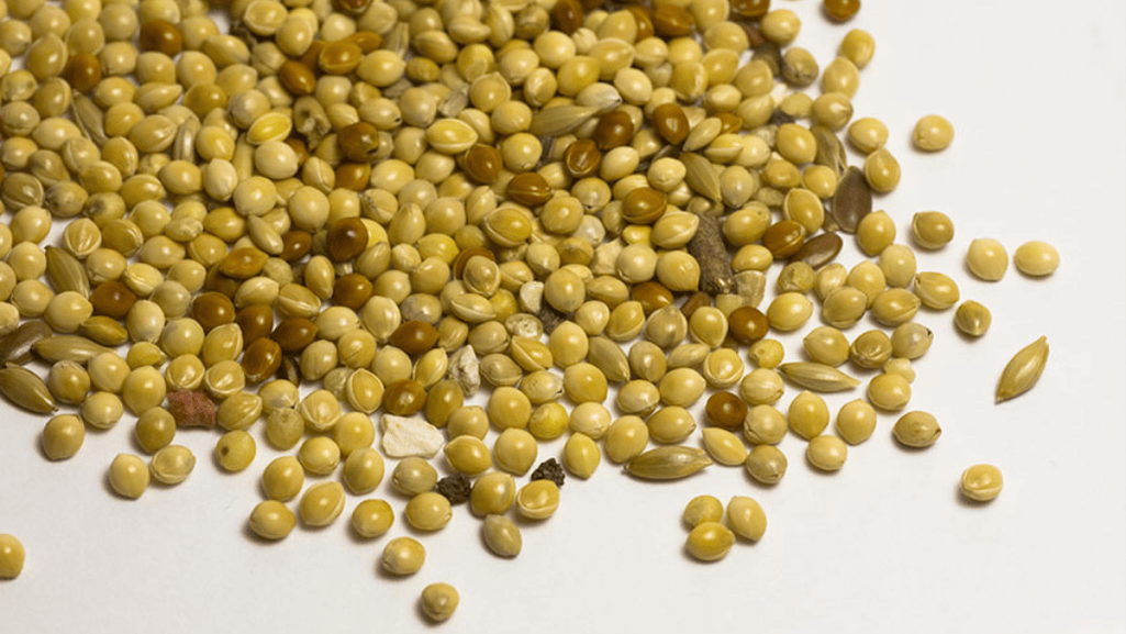canary seed diet analysis