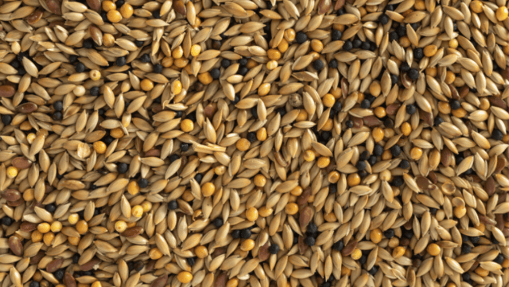 canary seed mix recommendations and Canaries Feeding Schedule