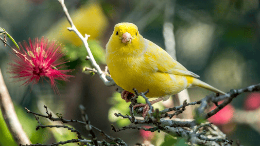 canary weight management