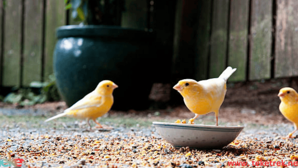 choosing a healthy canary
