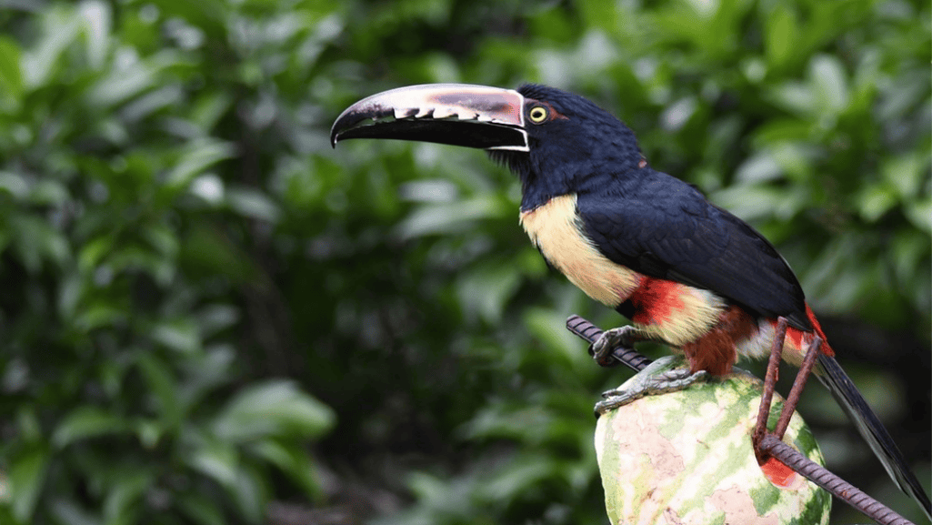 collared aracari