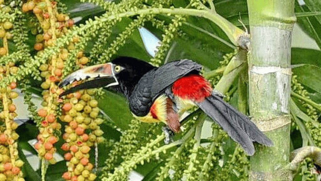 collared aracari