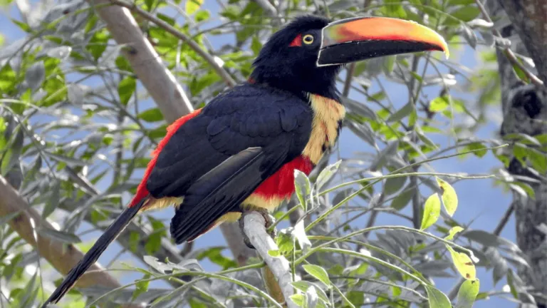 fiery billed aracari
