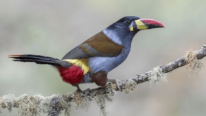 grey breasted mountain toucan