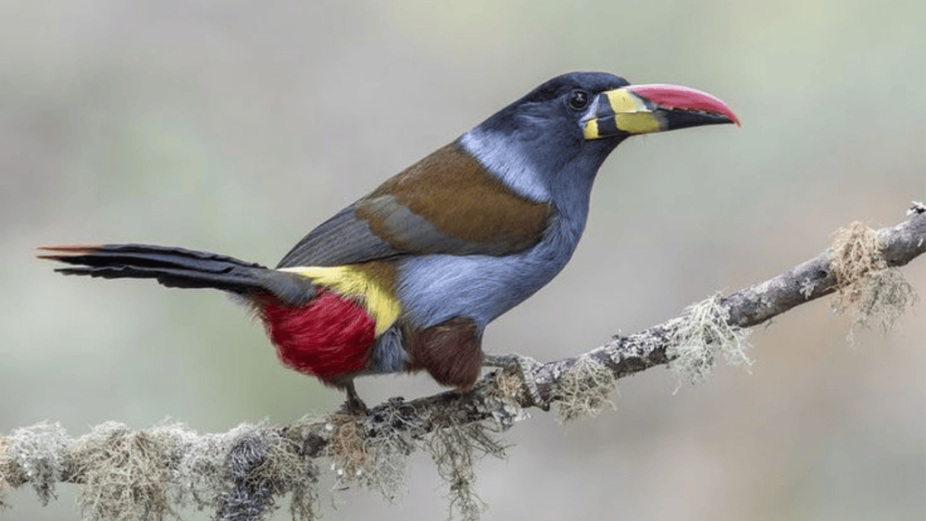 grey breasted mountain toucan
