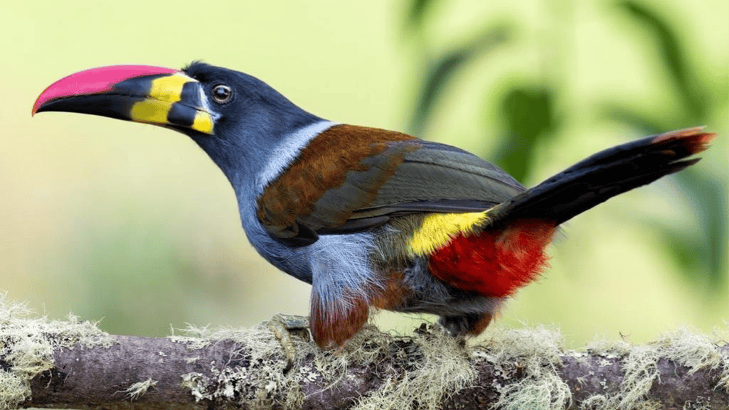 grey breasted mountain toucan