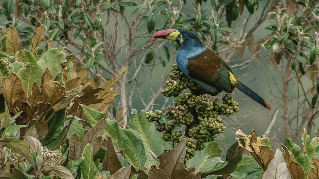 grey breasted mountain toucan