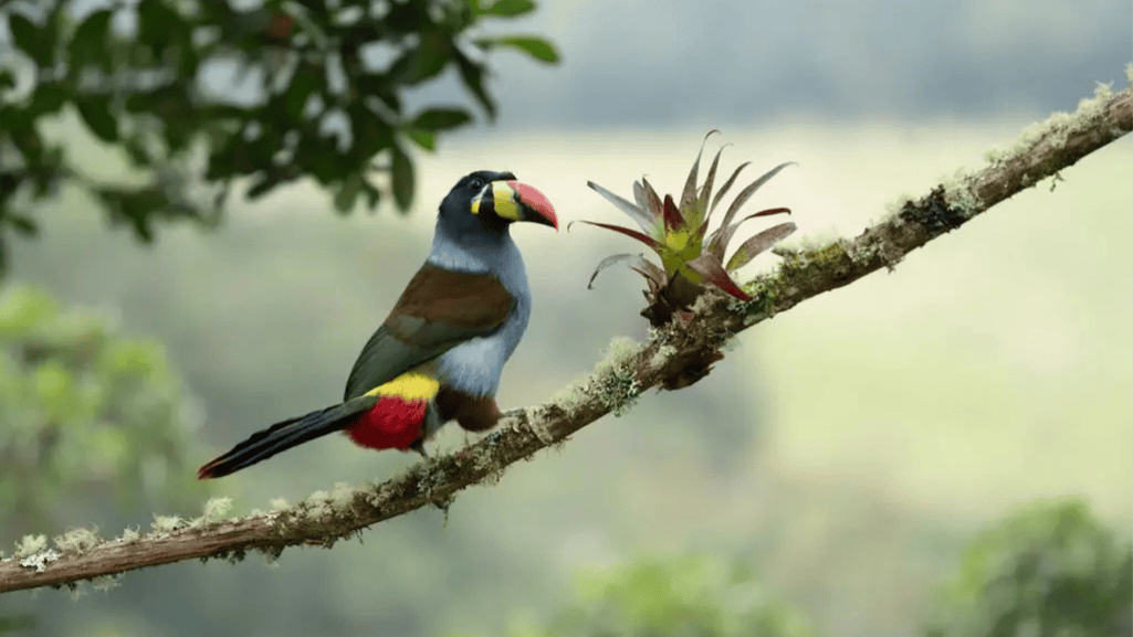 grey breasted mountain toucan