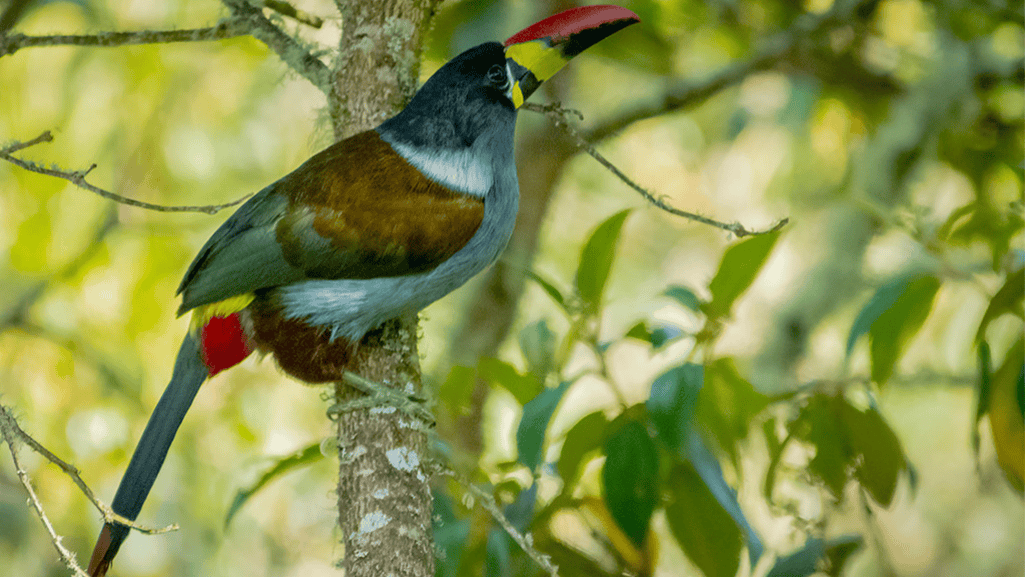 grey breasted mountain toucan