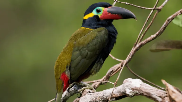 guianan toucanet