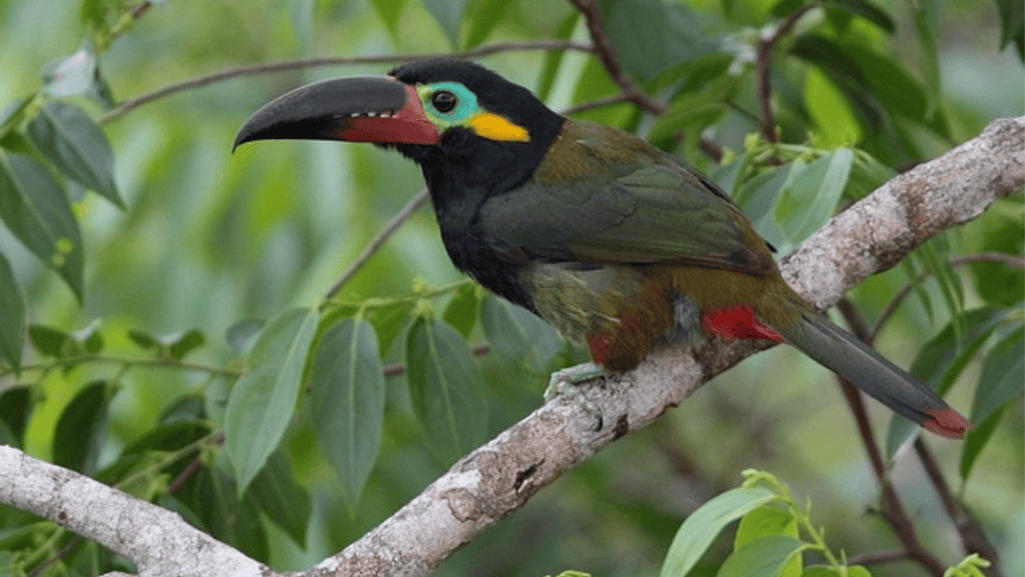 guianan toucanet