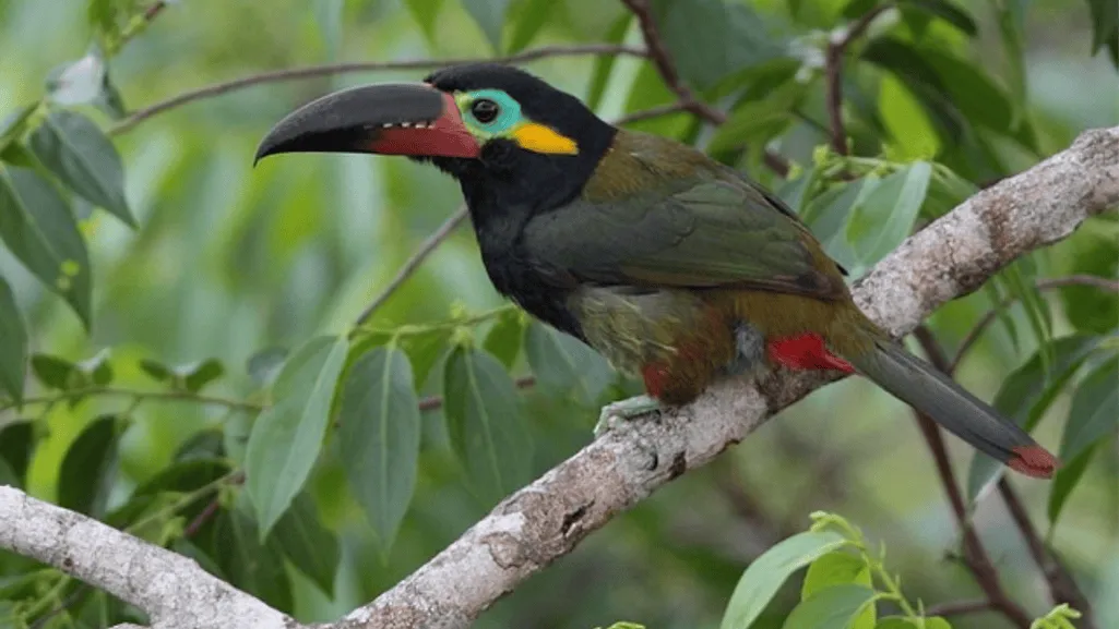 guianan toucanet