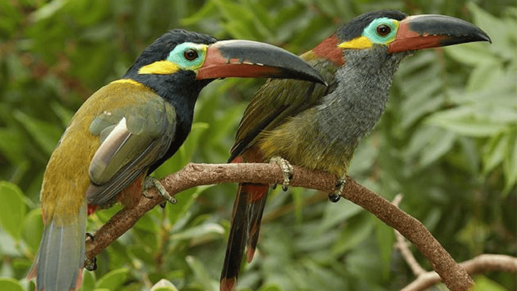 guianan toucanet