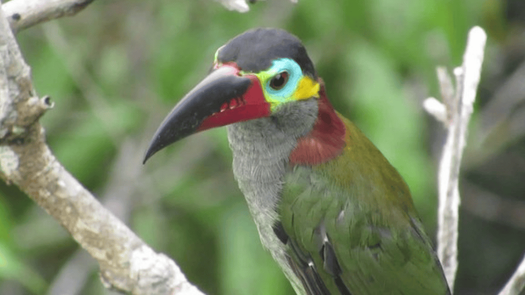 guianan toucanet