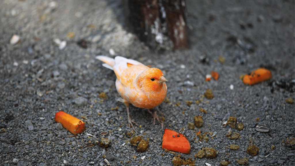 healthy treats for canaries
