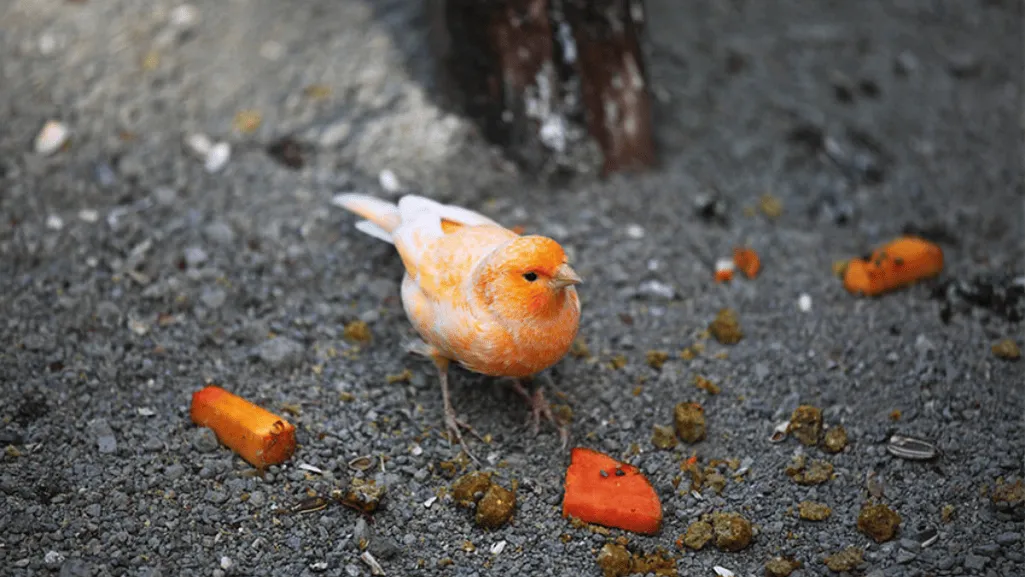 healthy treats for canaries