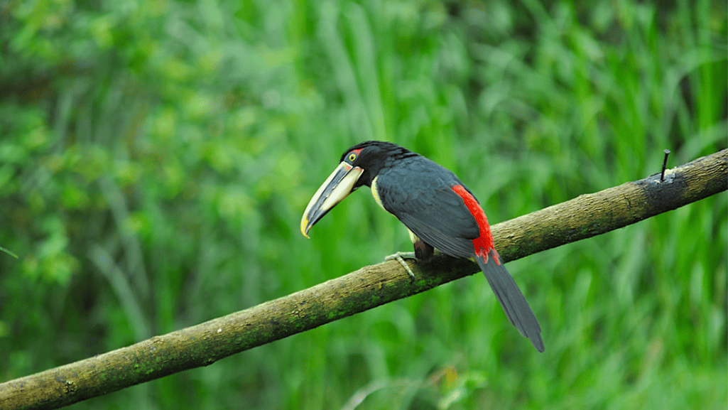 pale mandibled aracari