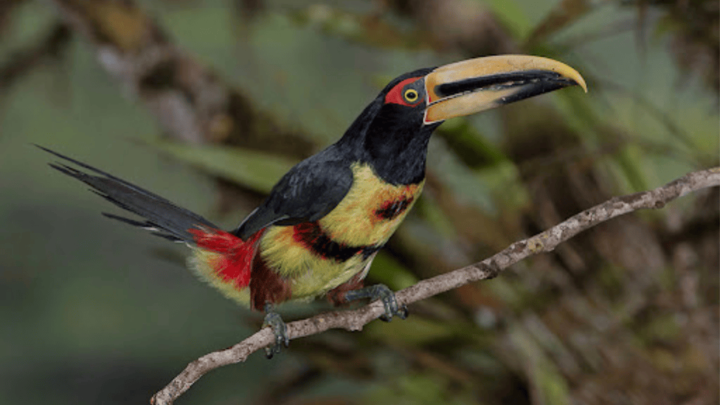 pale mandibled aracari