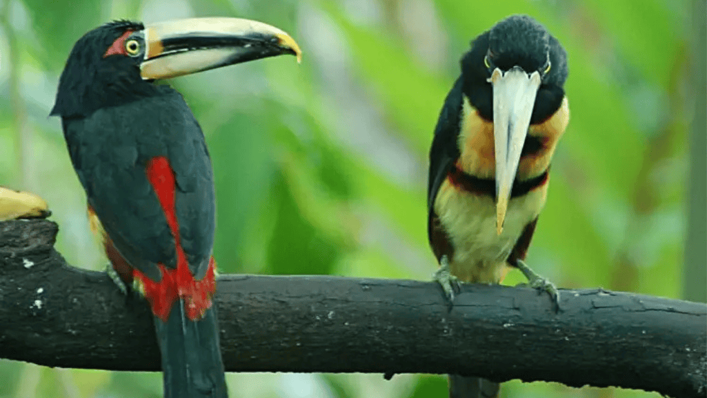 pale mandibled aracari