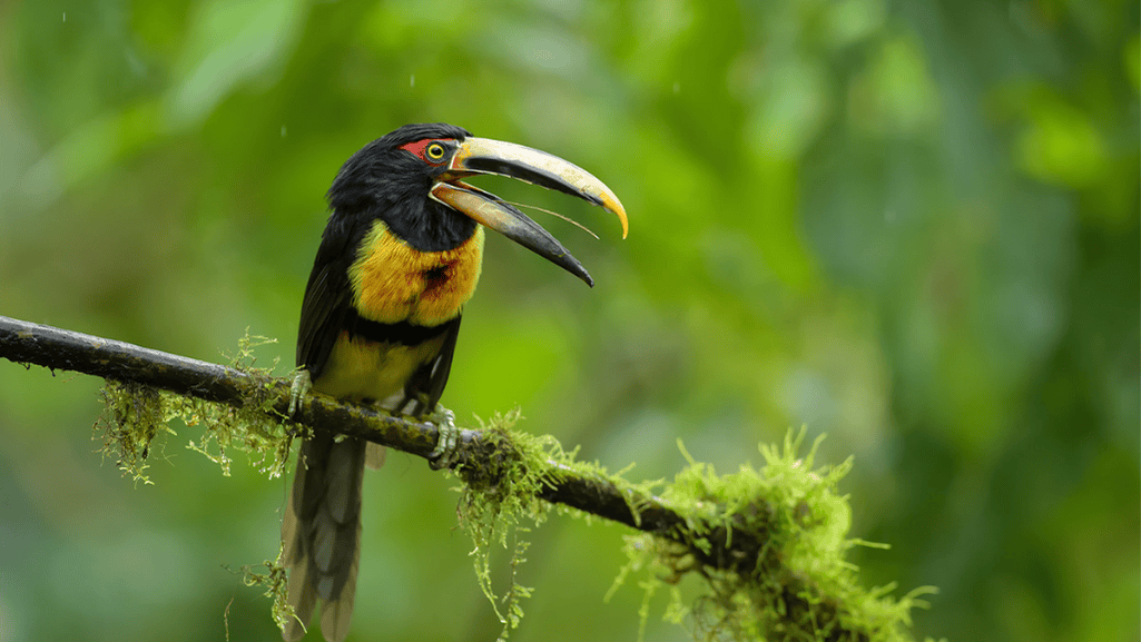 pale mandibled aracari