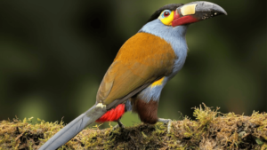 plate billed mountain toucan andigena