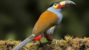 plate billed mountain toucan andigena
