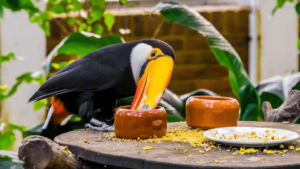 preventive care for toucans