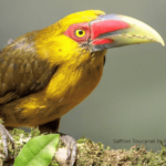 saffron toucanet