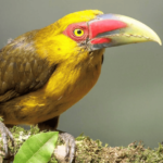 saffron toucanet