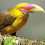 saffron toucanet