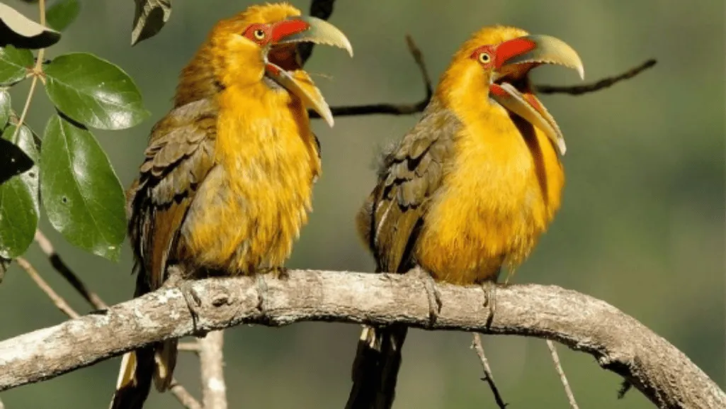 saffron toucanet