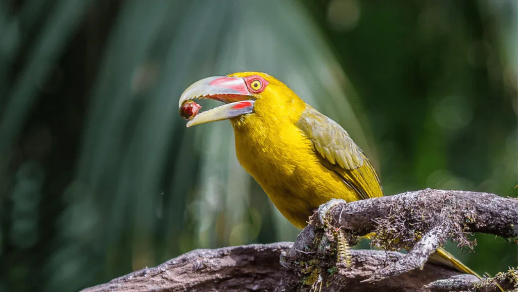 saffron toucanet
