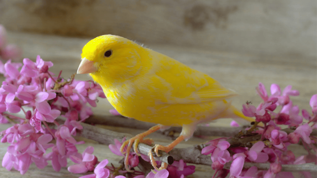 seed diet risks for canaries