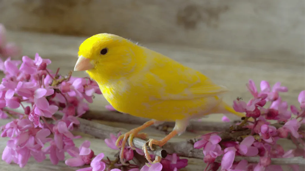seed diet risks for canaries