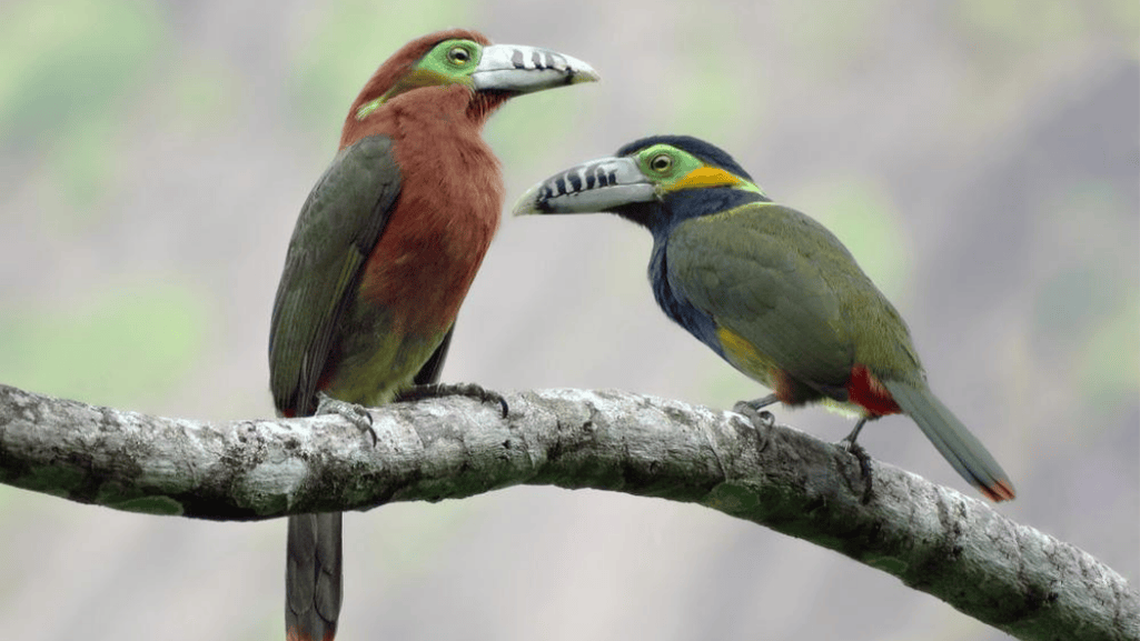 spot billed toucanet