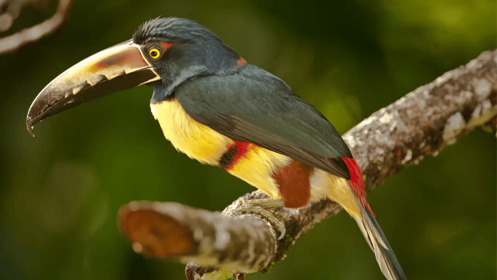 Stripe-billed Aracari stripe billed aracari