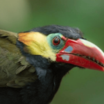 tawny tufted toucanet