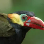 tawny tufted toucanet
