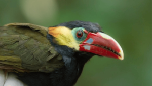 tawny tufted toucanet