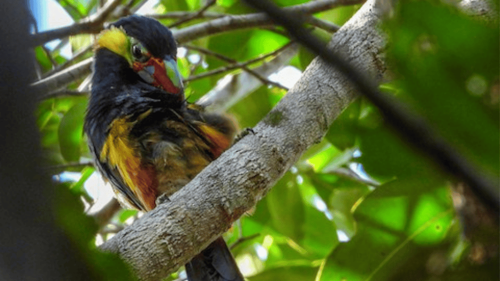 tawny tufted toucanet